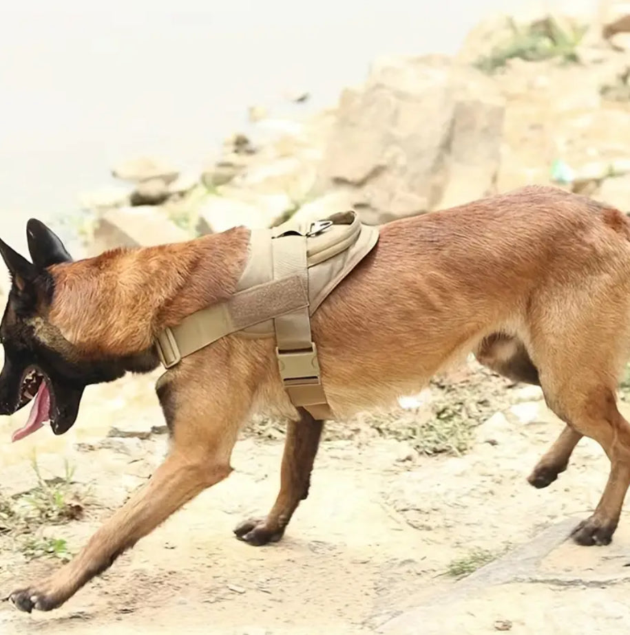 Adjustable Dog Harness with Padded Chest